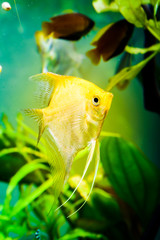 Canvas Print - Gold Pterophyllum Scalare in aqarium water, yellow angelfish