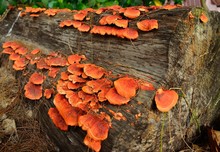 Mushroom, Orange Wild Mushroom Growing On Timber