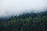 Fototapeta Na ścianę - Mysterious Foggy Pine Forest at Morning
