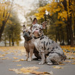 two french bulldog dogs outdoors in autumn