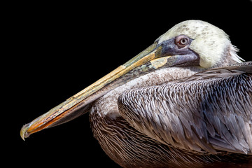 Wall Mural - portrait of a brown pelican isolated on a black background