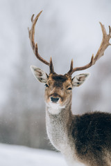 Wall Mural - Beautiful deer in winter outdoors.