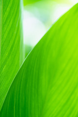 Wall Mural - Green leaf nature on blurred greenery background. Beautiful leaf texture in sunlight. Natural background. close-up of macro with copy space for text.