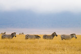 Fototapeta Sawanna - Zebras on Ngorongoro Conservation Area crater, Tanzania