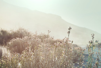 Canvas Print - Mountains meadow