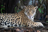 Fototapeta Zwierzęta - Close up of a Jaguar lying on a tree