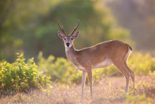 Close Up Of A Pampas Deer At Sunset