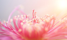 Close Up Of Chrysanthemum Blooming In Autumn