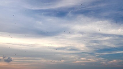 Wall Mural - a beautiful blue sky with white feathery clouds with pink sunset hues with hundreds of seagulls and 