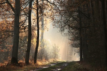 Wall Mural - Country road through the autumn forest on a foggy morning