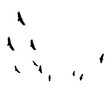 Black silhouette of birds flying in the distance, vector illustration