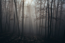 Misty Forest With Dense Fog. 