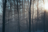 Fototapeta Las - Misty forest with dense fog. 