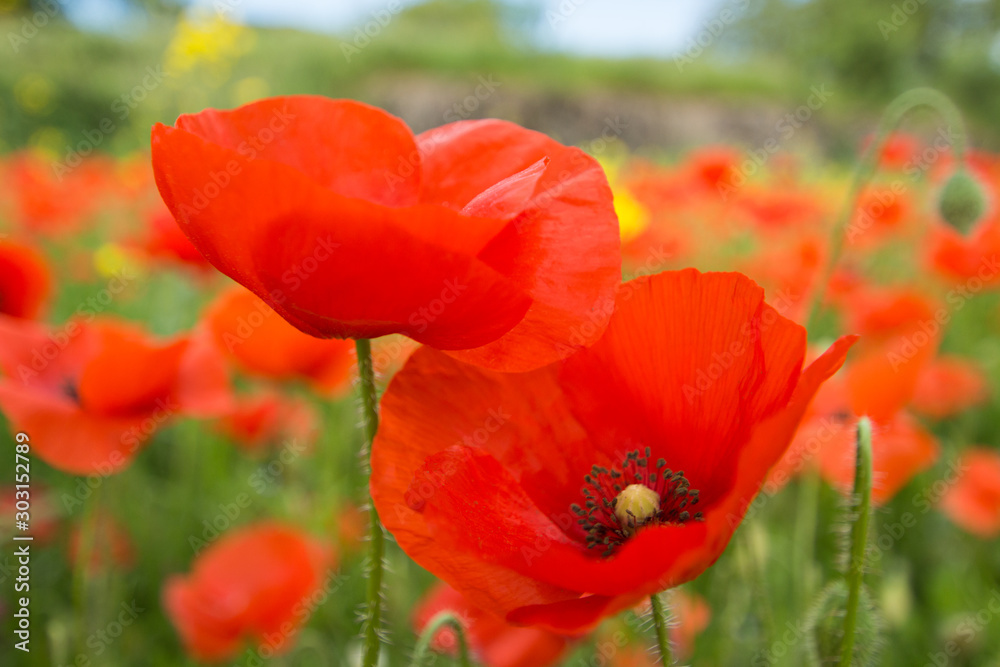 Close up of red poppy flowers in a field (Papaver rhoeas) - obrazy, fototapety, plakaty 