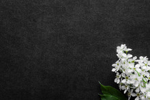 Fresh Flowers Branch Of White Bird Cherry On Dark Background. Condolence Card. Empty Place For Emotional, Sentimental Text, Quote Or Sayings. Top Down View.