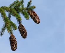 Three Spruce Tree Pine Cones Against An Open Blue Sky Background