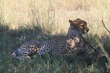 Cheetah