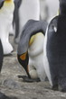 King penguin adjusting egg on South Georgia Island
