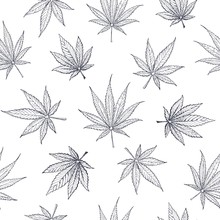 Cannabis And Marijuana Leaves, Seamless Pattern