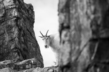 Mountain Goat On High Rock Ledge