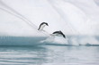 Adelie penguins diving into the ocean from an iceberg