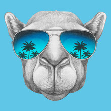 Portrait Of Camel With Sunglasses. Hand-drawn Illustration. Vector Isolated Elements.	