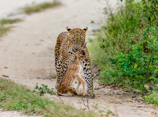 Poster - Leopard with prey is on the road. Very rare shot. Sri Lanka. Yala National Park