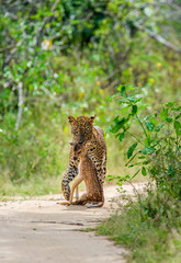 Poster - Leopard with prey is on the road. Very rare shot. Sri Lanka. Yala National Park