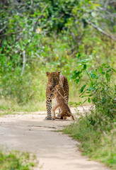 Poster - Leopard with prey is on the road. Very rare shot. Sri Lanka. Yala National Park