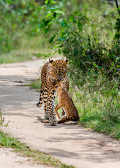 Poster - Leopard with prey is on the road. Very rare shot. Sri Lanka. Yala National Park