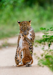 Poster - Leopard with prey is on the road. Very rare shot. Sri Lanka. Yala National Park