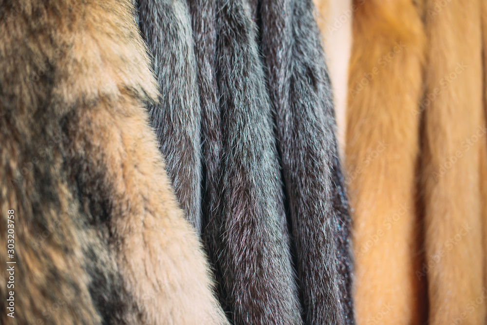 Animal fur.  foxes, raccoon, wolf, beaver, mink, nutria hanging after processing. - obrazy, fototapety, plakaty 