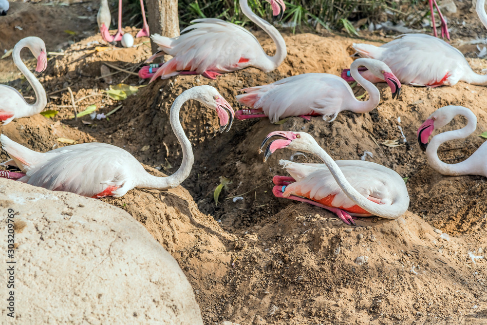 Caribbean pink flamingo at Ras al Khor Wildlife Sanctuary, a wetland ...