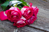 Fototapeta Kwiaty - Beautiful fresh roses grow outdoors in the summer