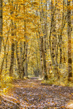 Fototapeta Las - Picturesque path in the oak autumn forest. Photo toned