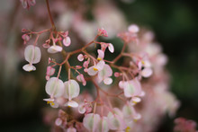  Close-up Of A Pink Teardrop Begonia Flowers In A Garden