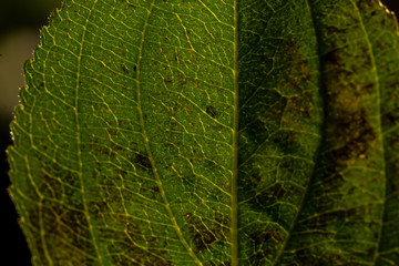 light shining though leaf