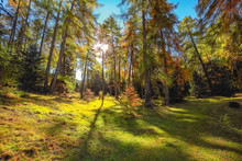 Fairytale Woodland In Autumn Forest In Alps With Majestic Yellow Trees Under Sunlit.