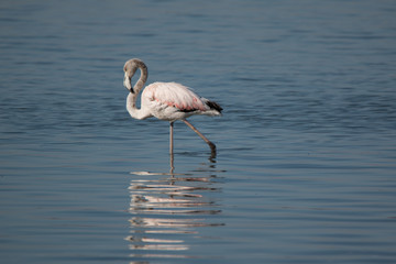 flamingo in lake