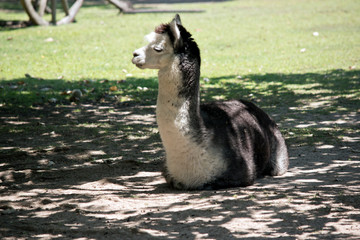 Wall Mural - the alpaca is in the shade