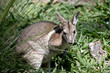 the bridled nailtail wallaby is eating grass