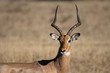 impala in africa sabbi sands safari