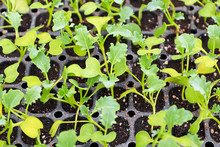 Closeup Of A Kale Seedlings Growing In Starter Trays