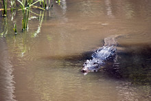The Salt Water Crocodile Is Swimming In The Water