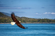 Bald eagle is flying over the blue sea water. Beautiful forest on the background.