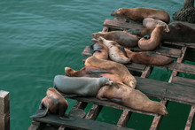 Sunbathing Sea Lions On Plank