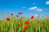 Fototapeta Kwiaty - Mohn, Feld, Himmel - Natur, Pflanze