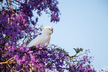 Sulphur-crested cockatoo seating on a beautiful blooming jacaranda tree. Urban wildlife. Australian backyard visitors