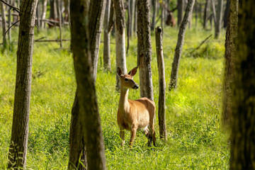 Fototapete - European red deer - hind (Cervus elaphus) in rut, it is fourth  the largest deer species