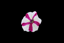 Purple White Petunia Bipinnatus Flower Isolated On Black Background